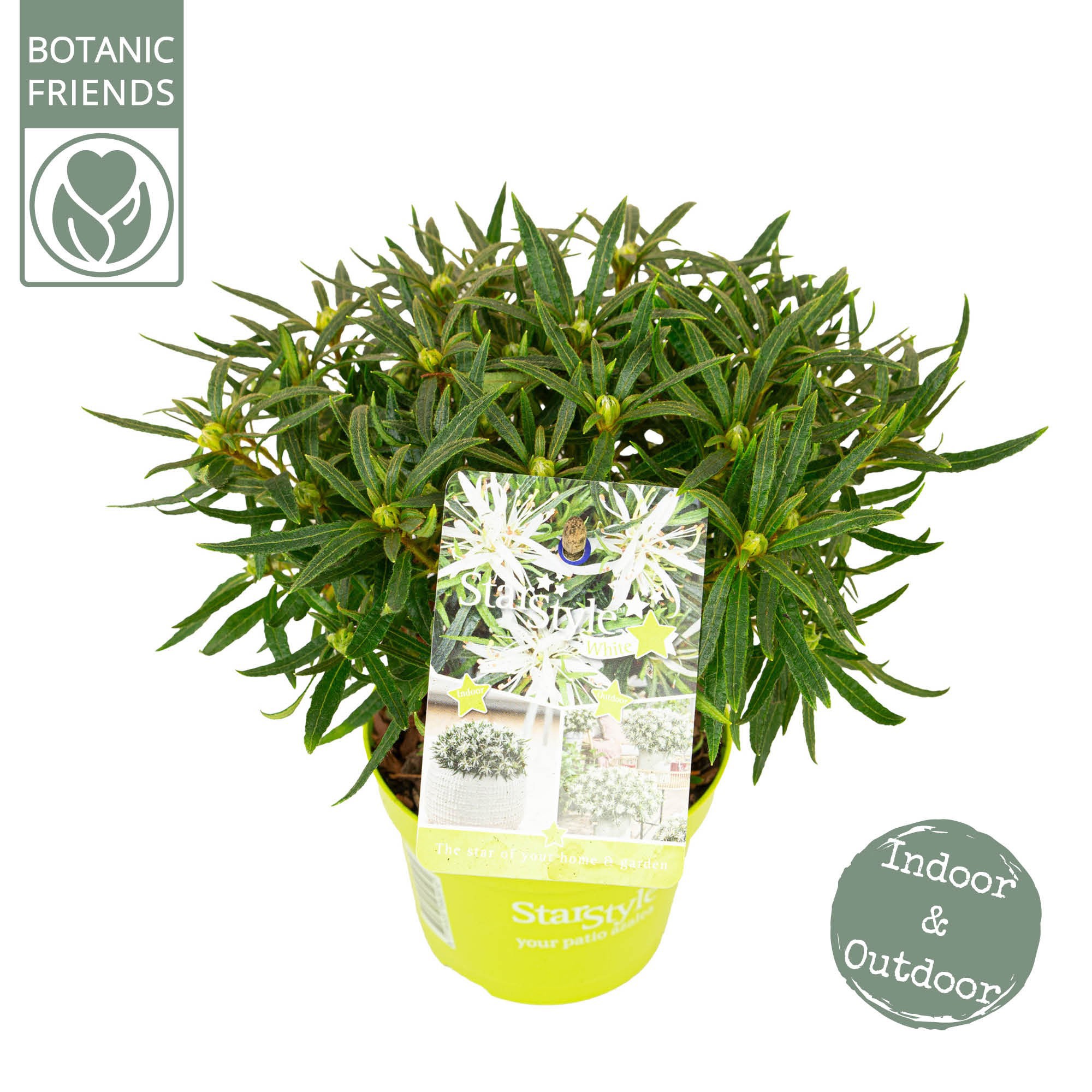 Azalea 'Starstyle White' ®, D 10,5