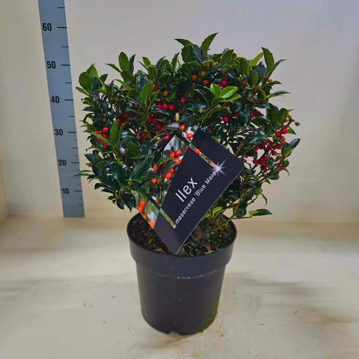 Ilex meserv. Blue Maid, bol, D 24 cm