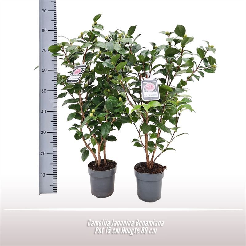 Camellia Japonica Bonamiana, D 15
