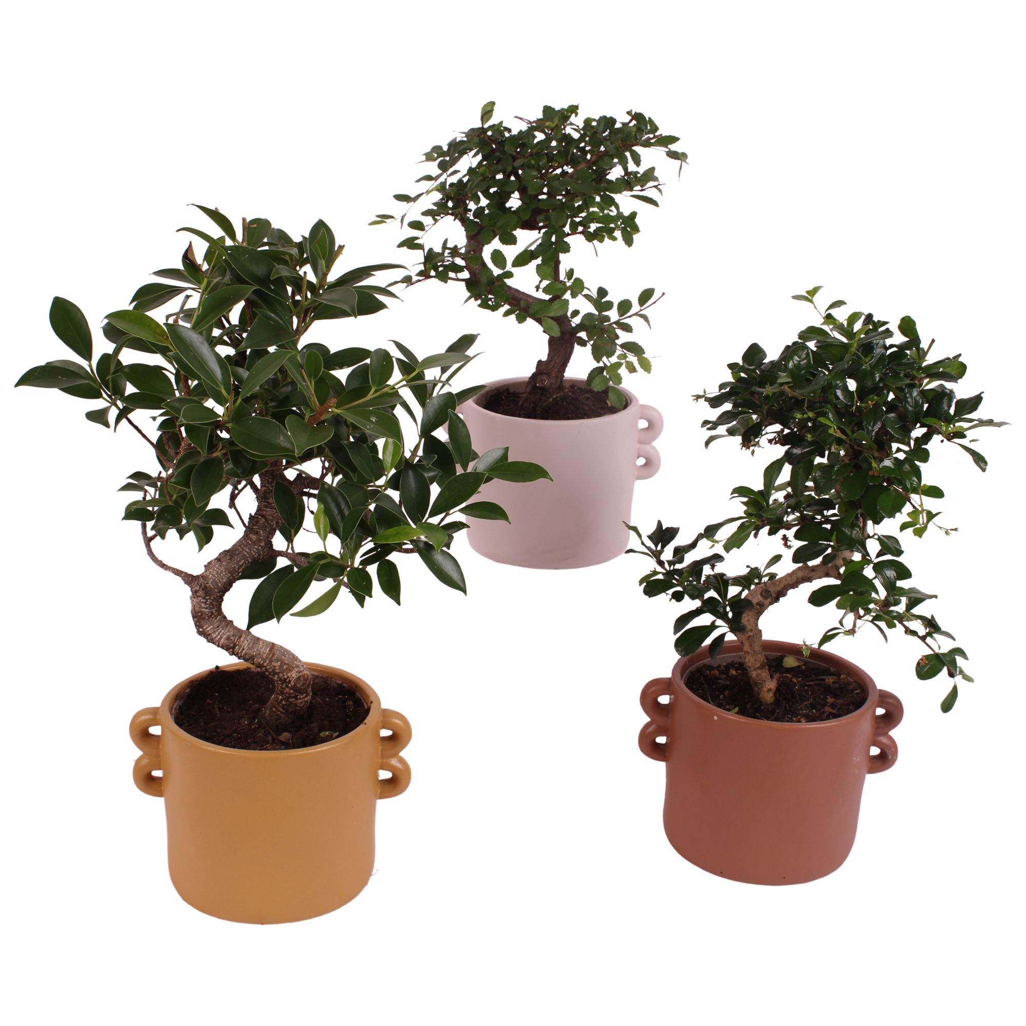 Bonsai Indoor Mix Ø12cm S-Shape in Ø 17cm Ceramic EV562, D 17