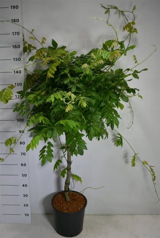 Wisteria brach. 'Yokohama fuji', D 38 cm