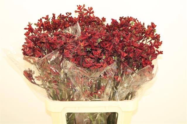 Анигозантус Эрли Спринг 80, шт.