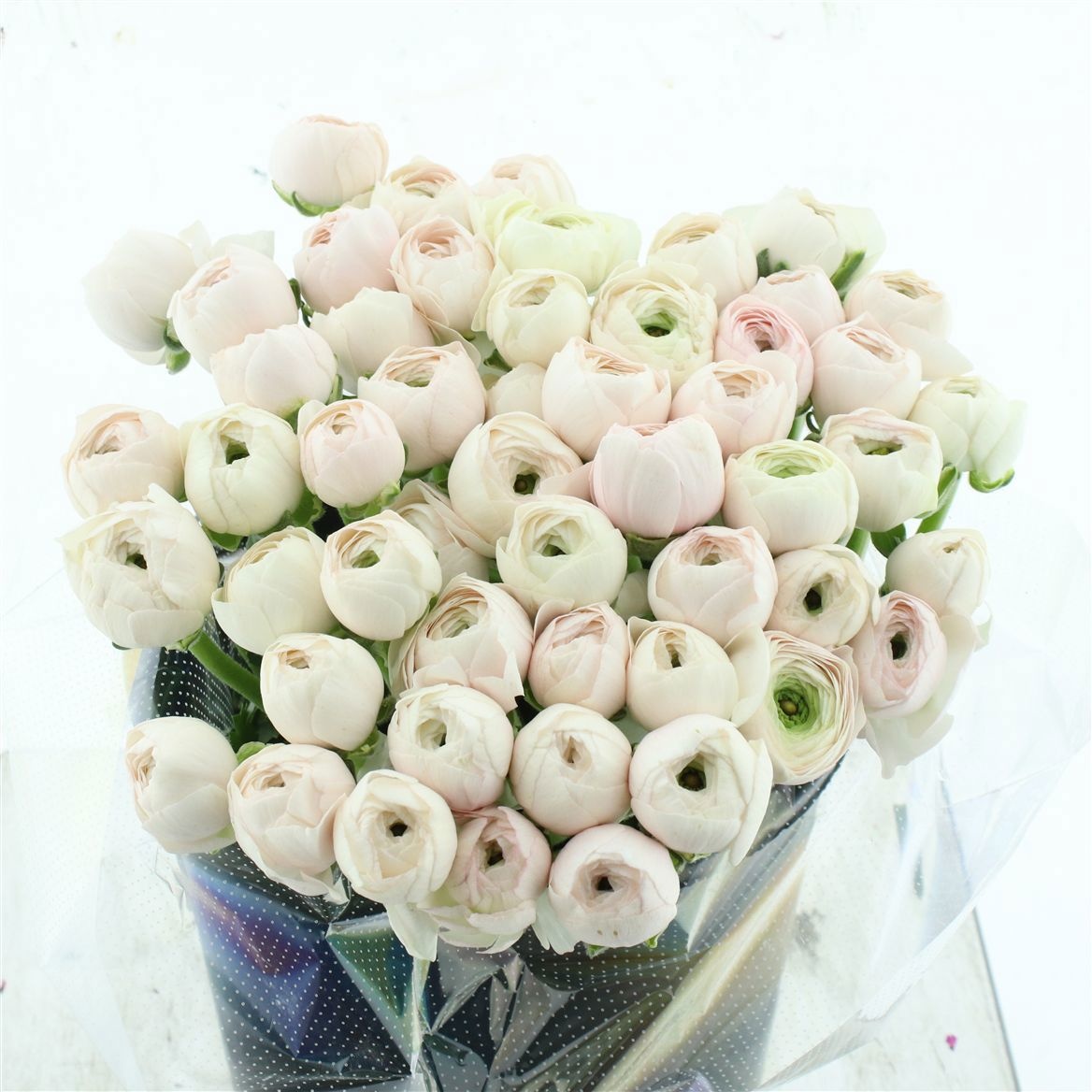 Ранункулус Саксесс Ханой 45, шт.