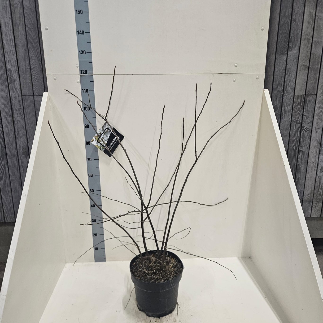 Amelanchier lamarckii, D 28