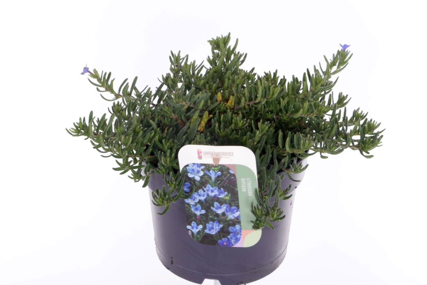 Lithodora diffusa Grace Ward, D 17