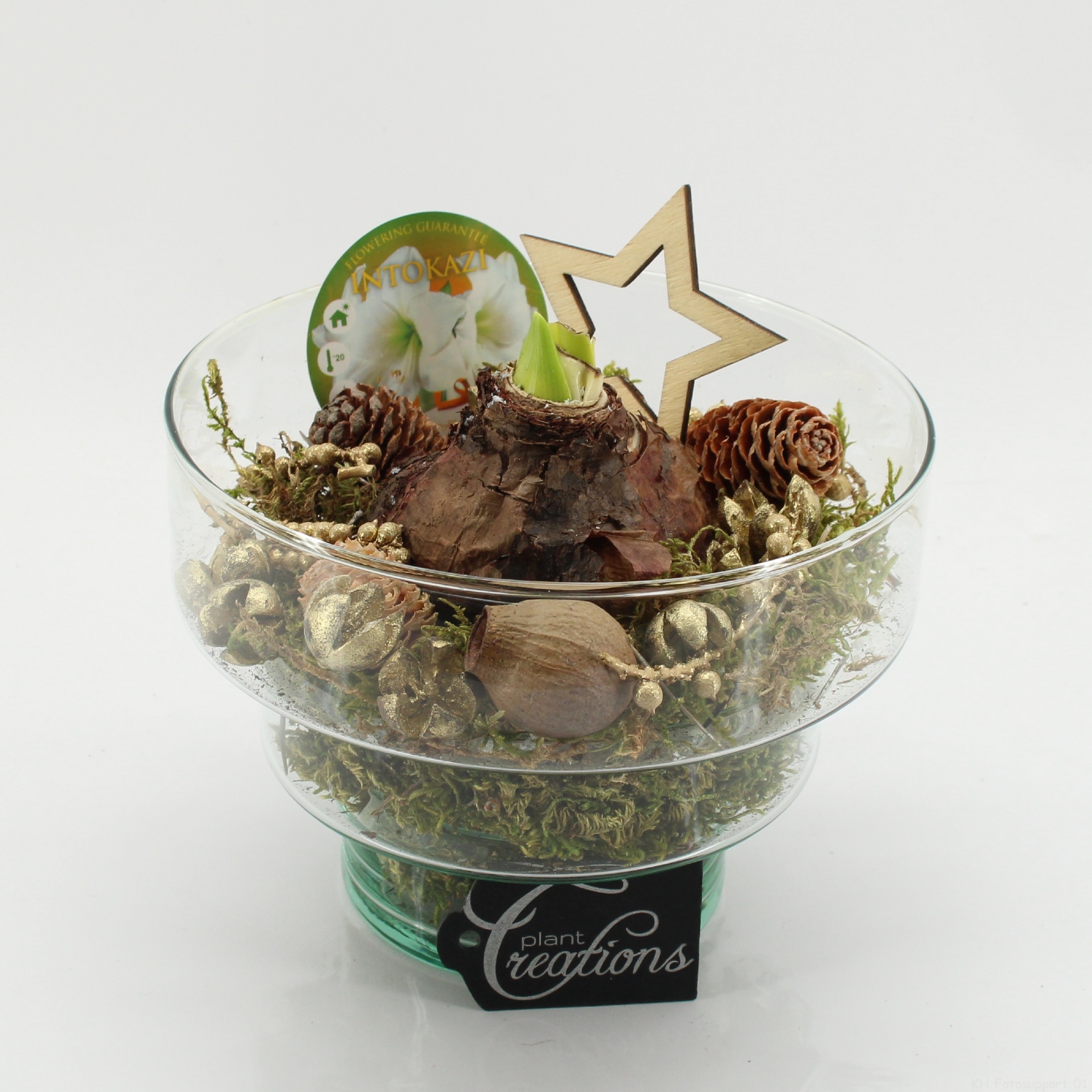 HICR-2504W Kerst Amaryllis, D 17 cm