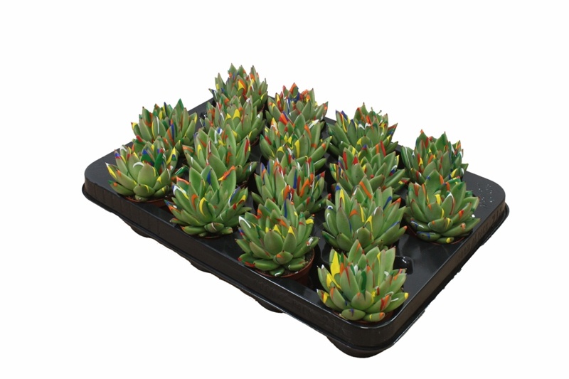 Miranda + Splash, D 6