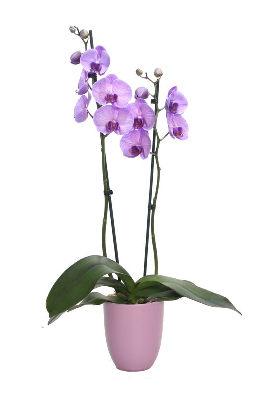 Hugo p12 lavendel Phal I am Purple Heart 2T14+, D 12 cm