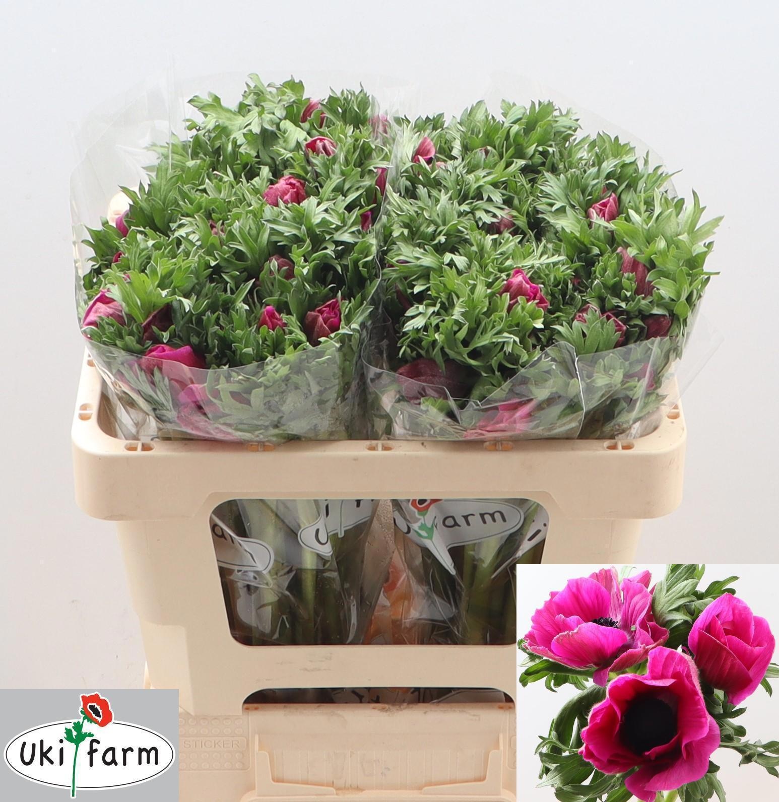 Анемон Галил Перпл 50 (фиолет.), шт.