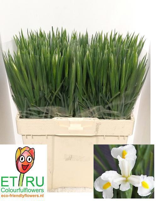 Ирис Вайт Мэджик, шт.