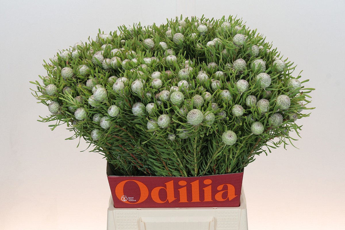 Леукадендрон Сильвер Перл 50, шт.