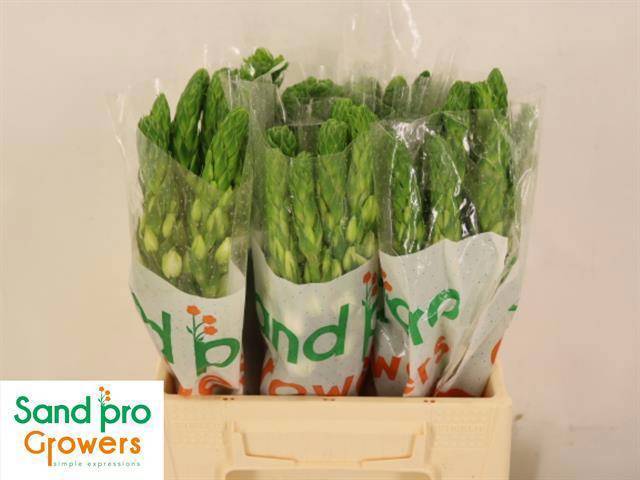 Орнитогалум Тирсоидес Милки Вэй 40, шт.