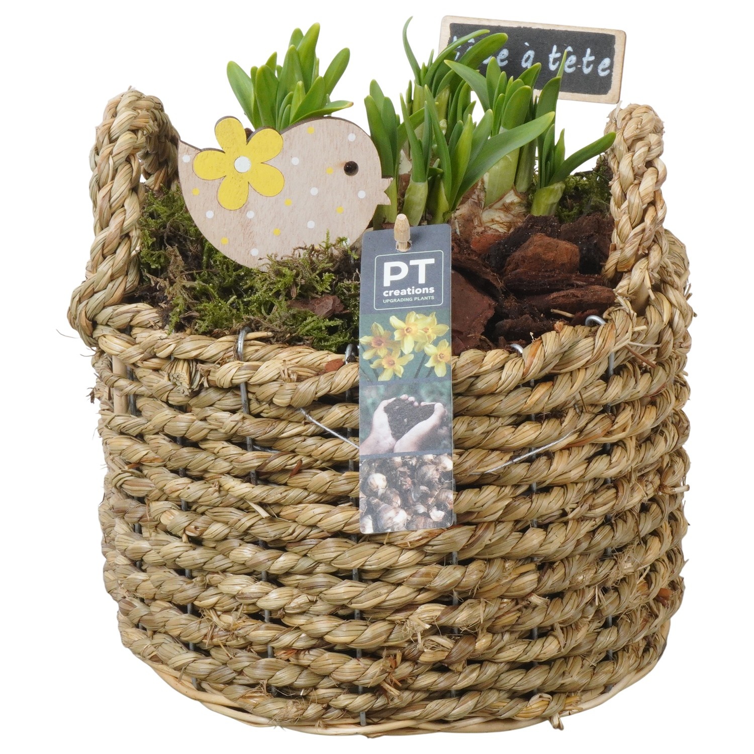 PTN8634 Arrangement Narcissus in rieten mand, D 21