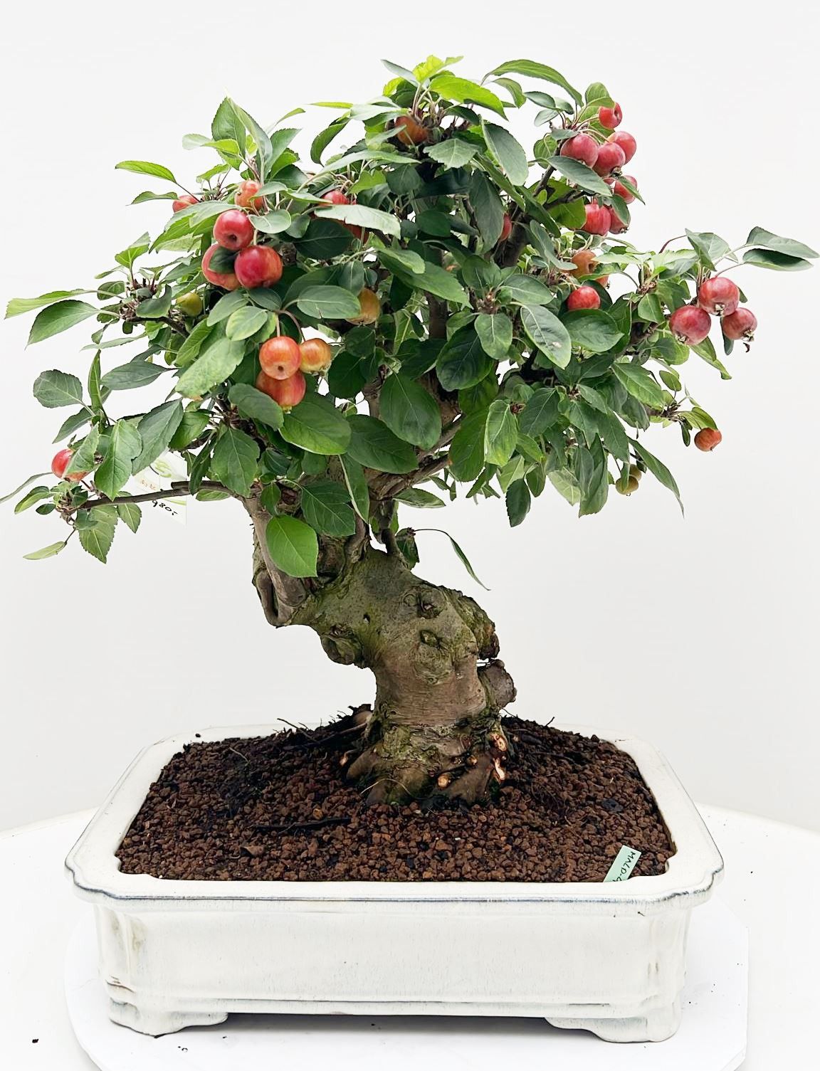 Malus domestica, pot 41 cm., height 60cm. (single item), D 41