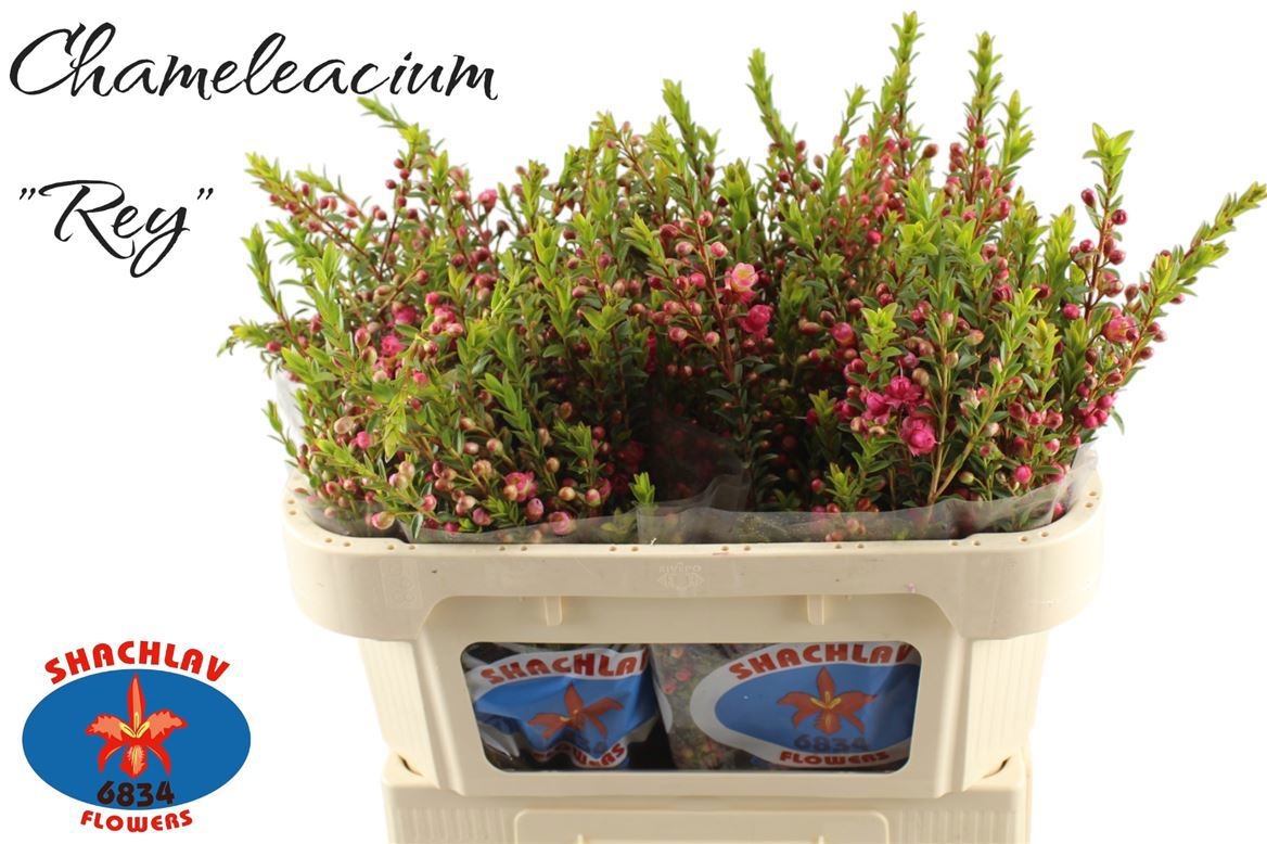 Шамекордия Рэй 70, шт.