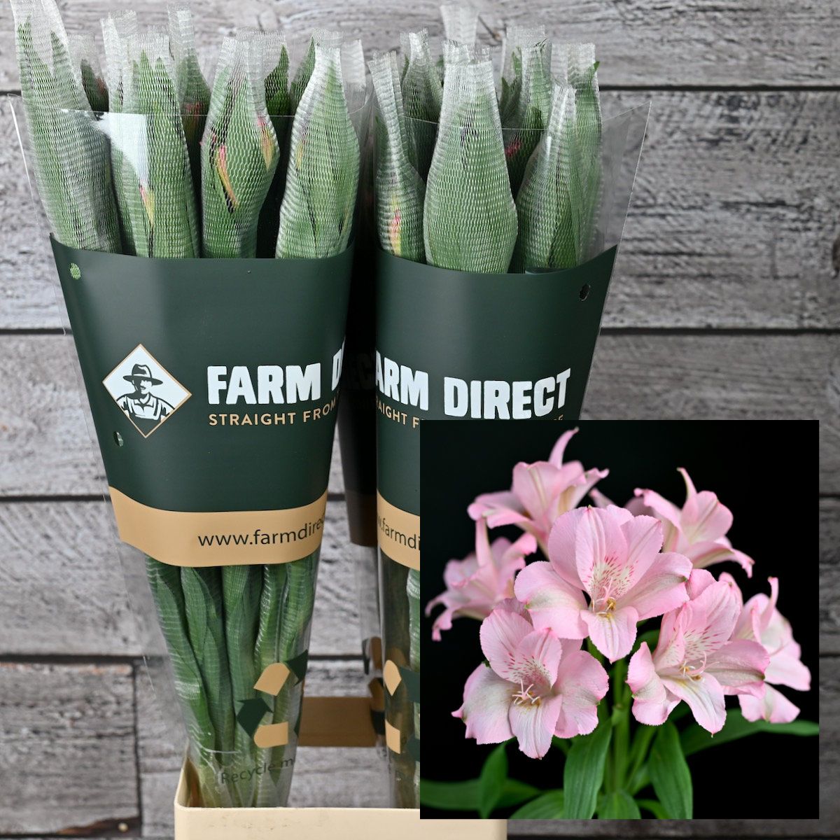 Альстромерия Примадонна, шт. Альстромерия Примадонна, шт.