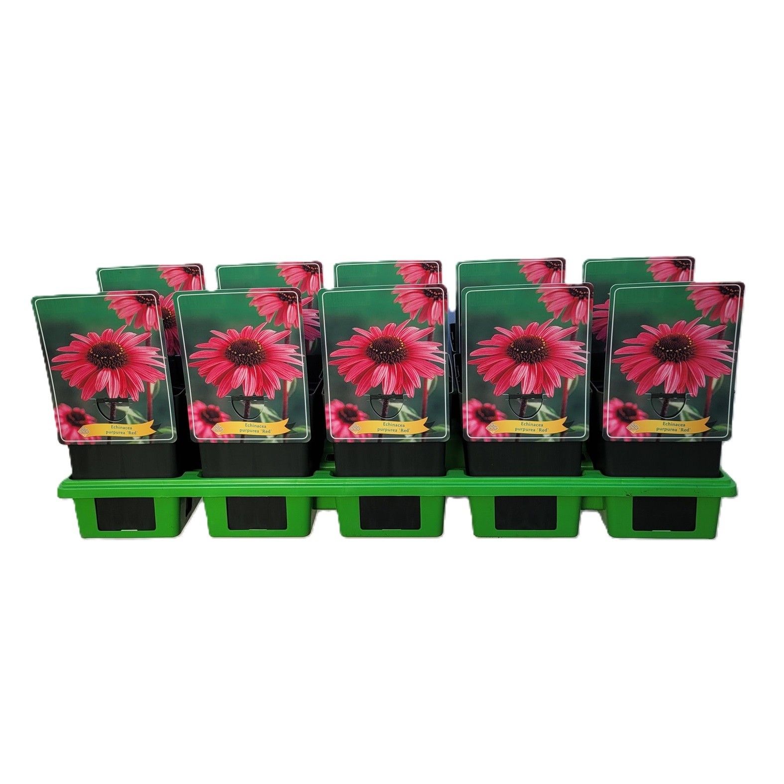 Echinacea Purpurea 'Red' P11, D 11