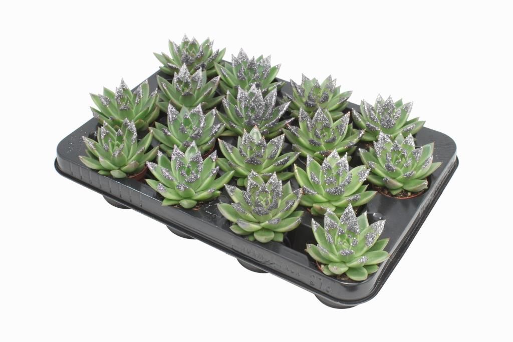 Miranda + silver Natureglit® points, D 6 cm