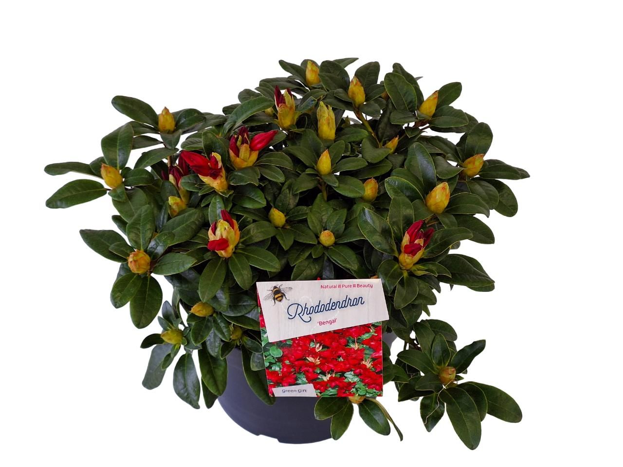 Rhodo. 'Bengal' red, D 29