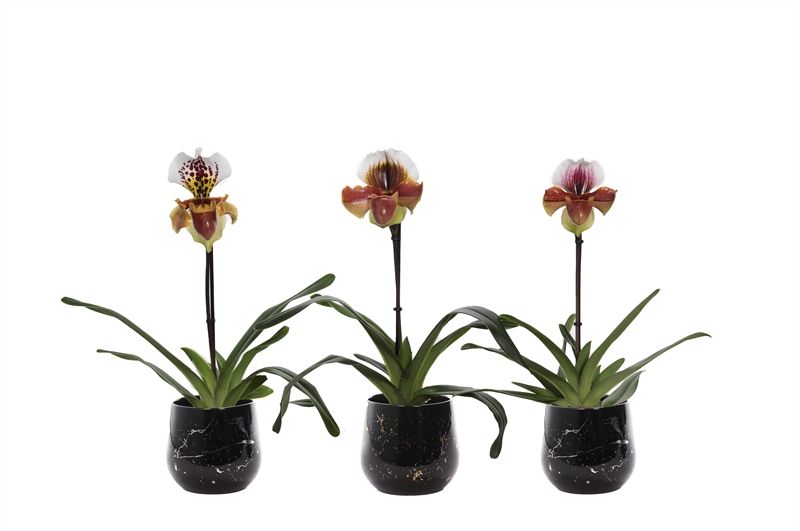 Stoneware p12 Rhonda gold Paphiopedilum USA Hybride 1bl, D 12 cm