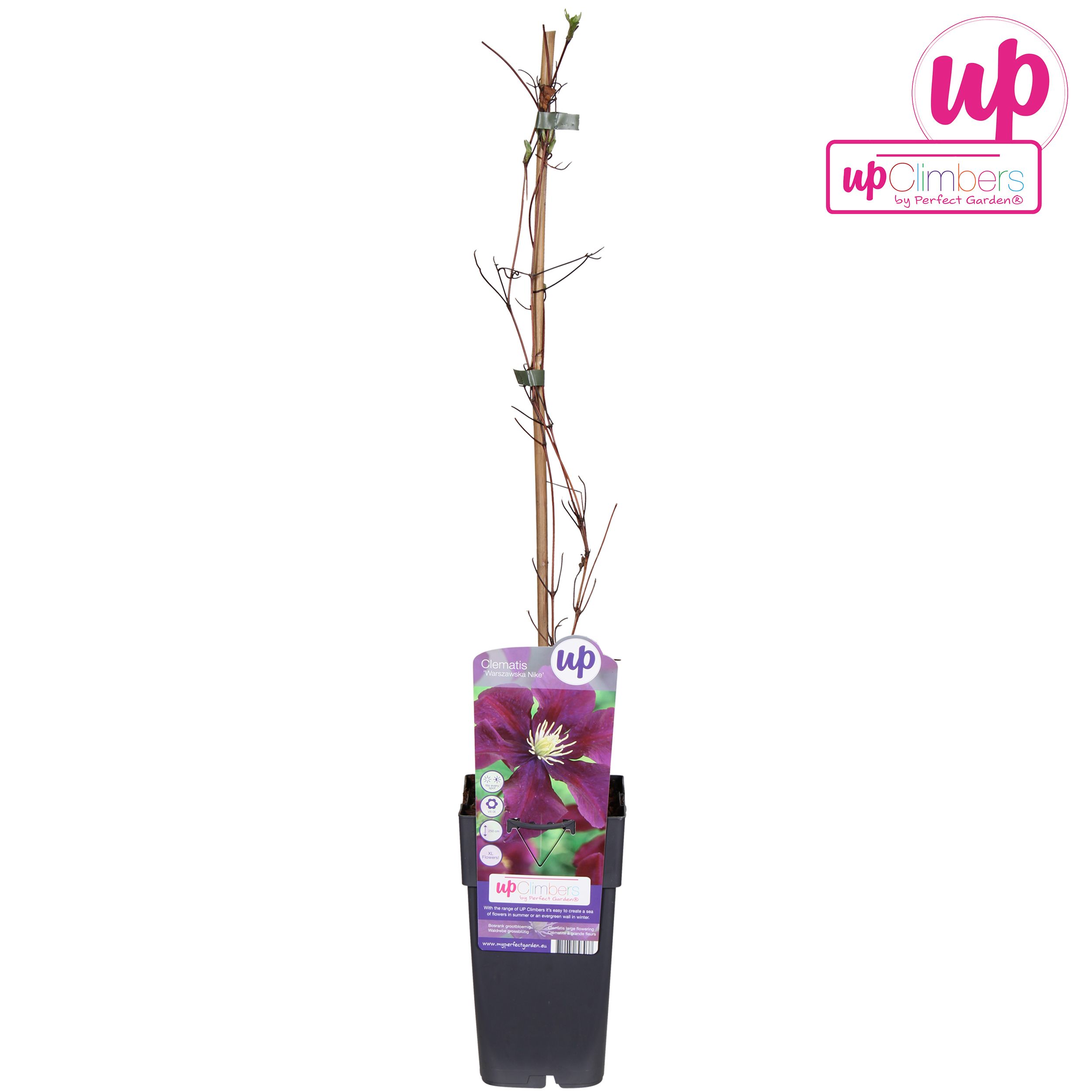 Clematis Warszawska Nike P15, D 15