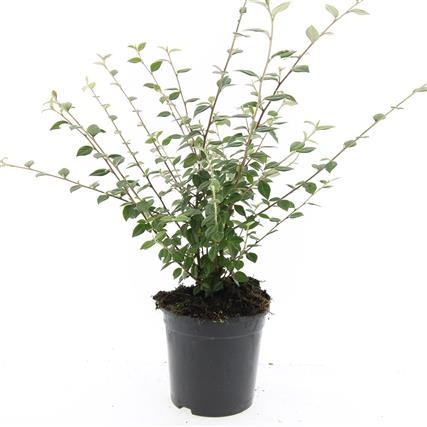 Cotoneaster franchetii, D 14 cm