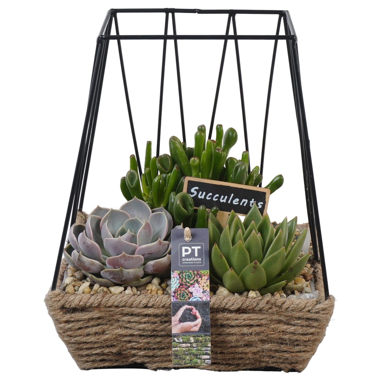 PTSU8501 Arrangement Succulenten in rechthoekige touwmand met metaal, D 22