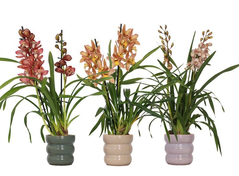 Stoneware p12 Liam mix Cymbidium mix 2T10+, D 12