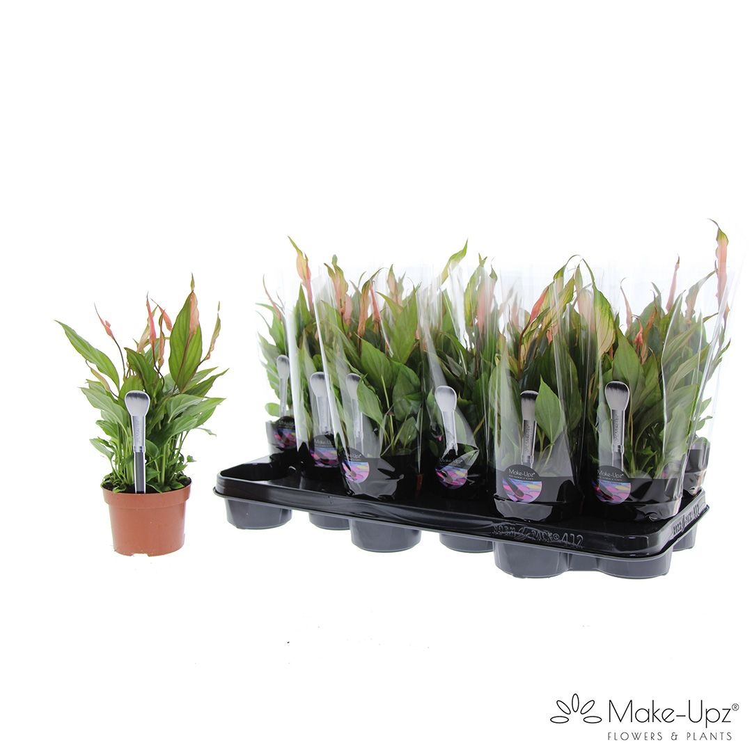 Spathiphyllum 10,5 cm Make Upz rood, D 10,5