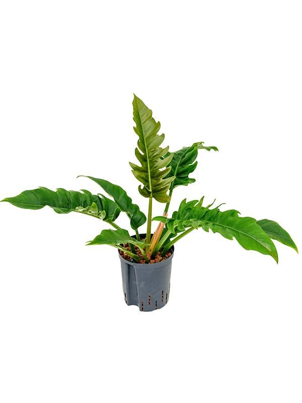 Philodendron selloum 'Narrow', D 18