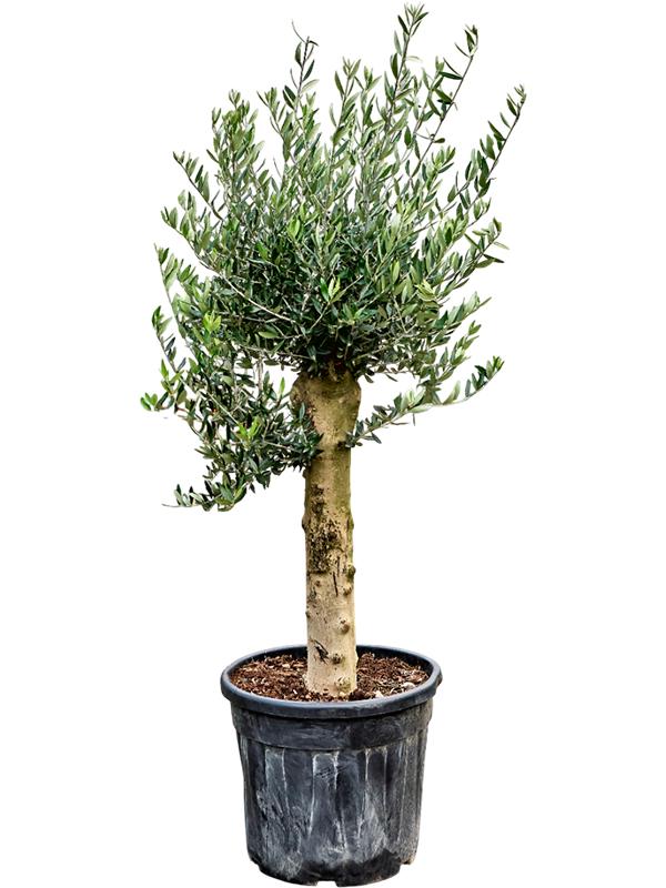Olea europaea, D 60