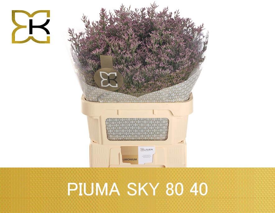 Лимониум Пиума Скай 80, шт.