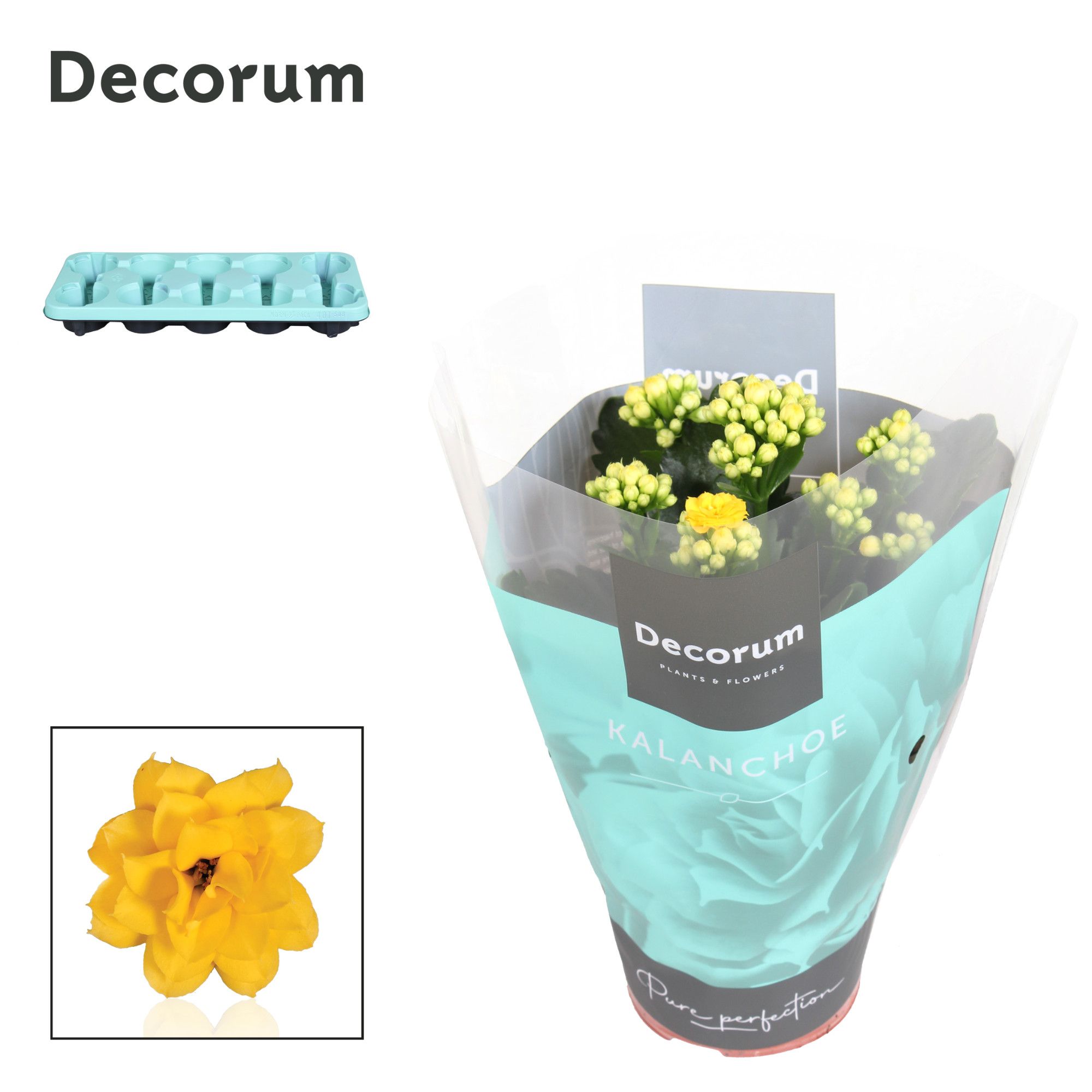 Kalanchoe Decorum - Yellow, D 10,5