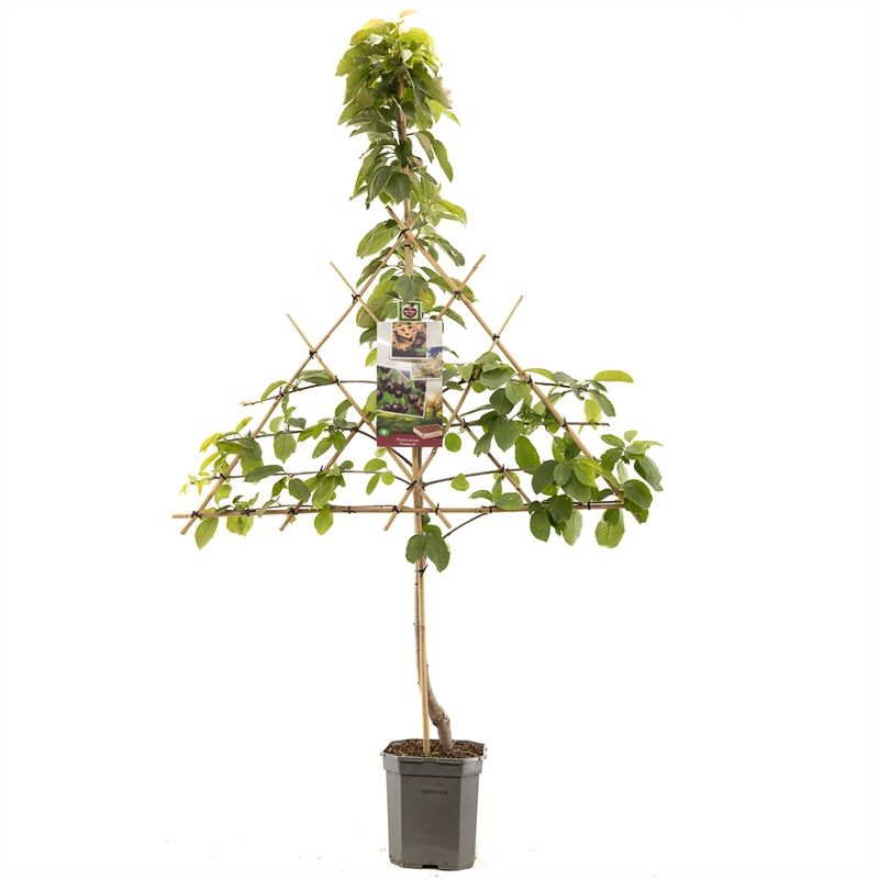 Prunus avium Sunburst leivorm Zoete kers, D 24