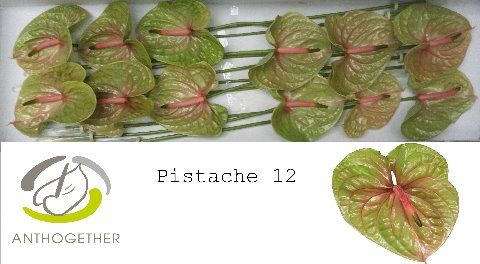 Антуриум Писташ x12, шт. Антуриум Писташ x12, шт.