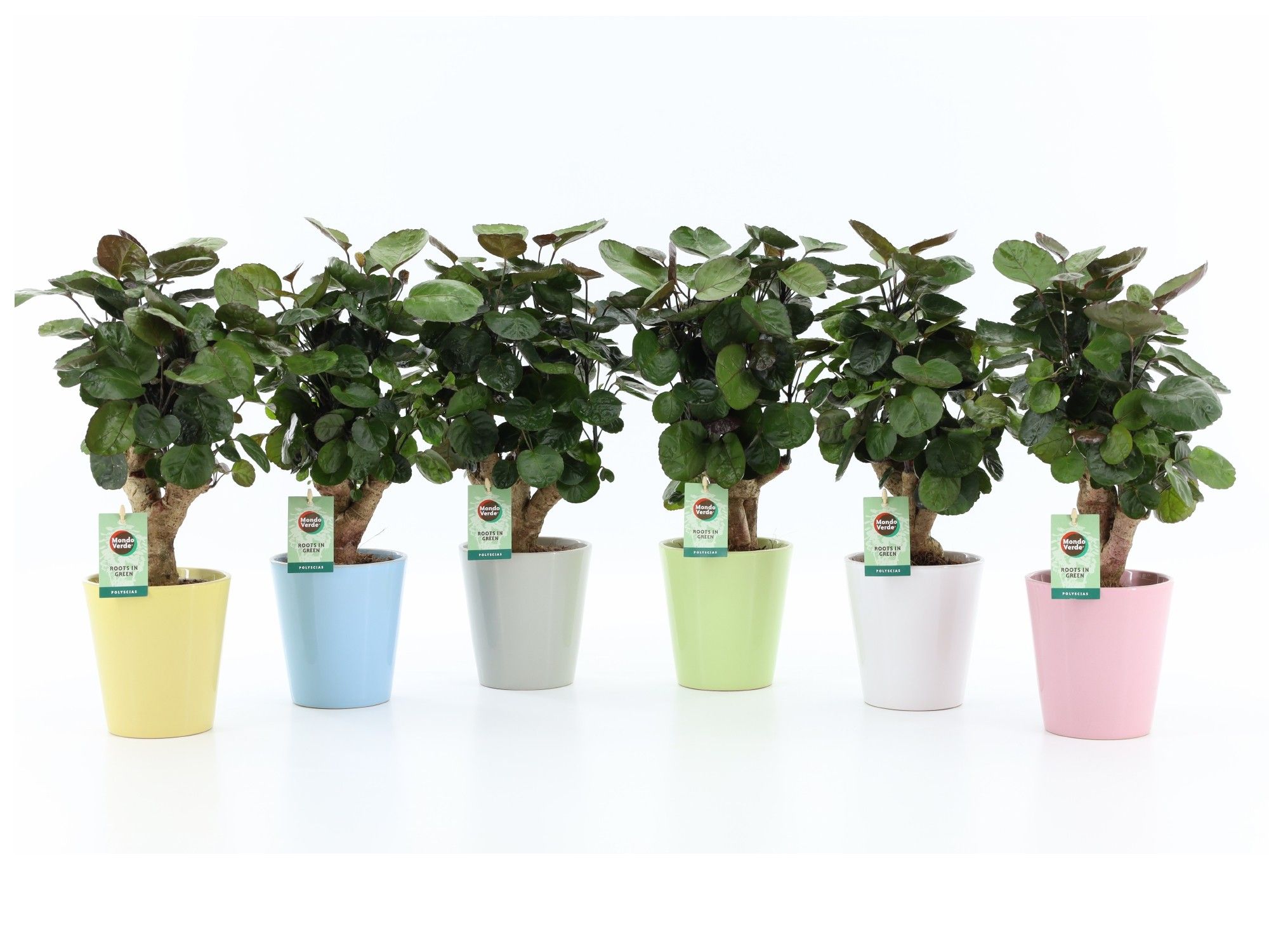 Polyscias Fabian in Pastel keramiek, D 13