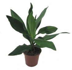 DRACAENA FRAGRANS 'JANET LIND', D 11