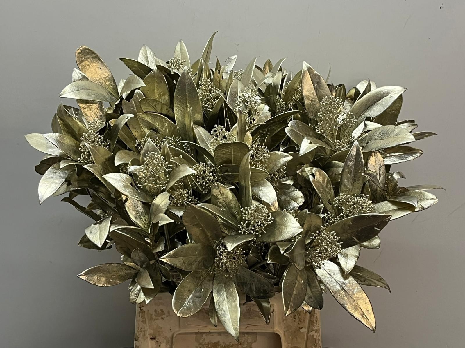 Скимия Овериг крашеный за пучок (краш. ) 40, пуч.