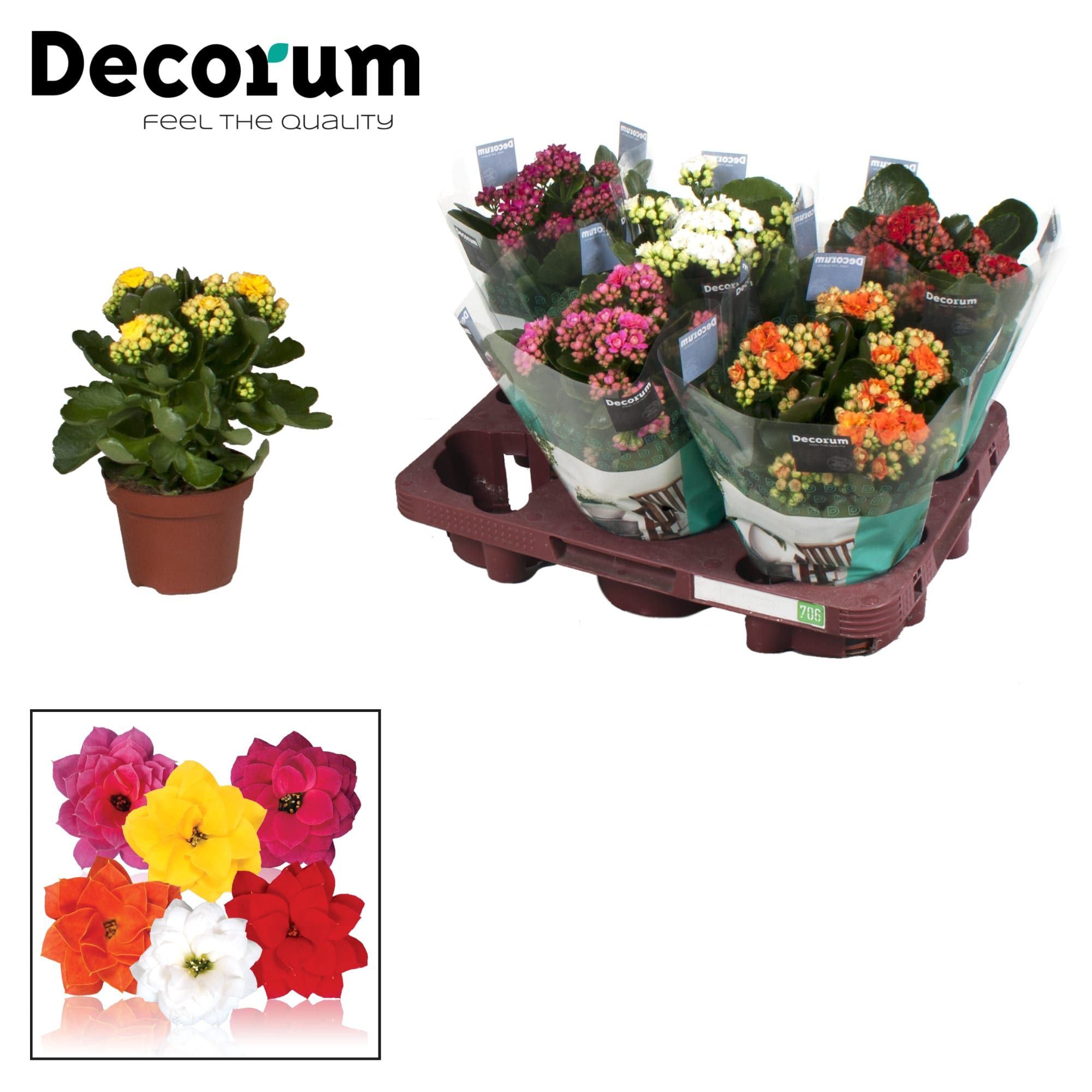 Kalanchoe Paper Sleeve - Mix, D 12