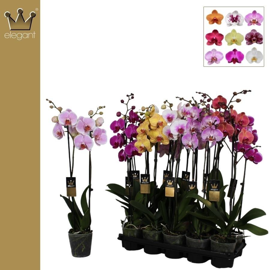 Phalaenopsis 2 tak gemengd 18+ bloem, D 12