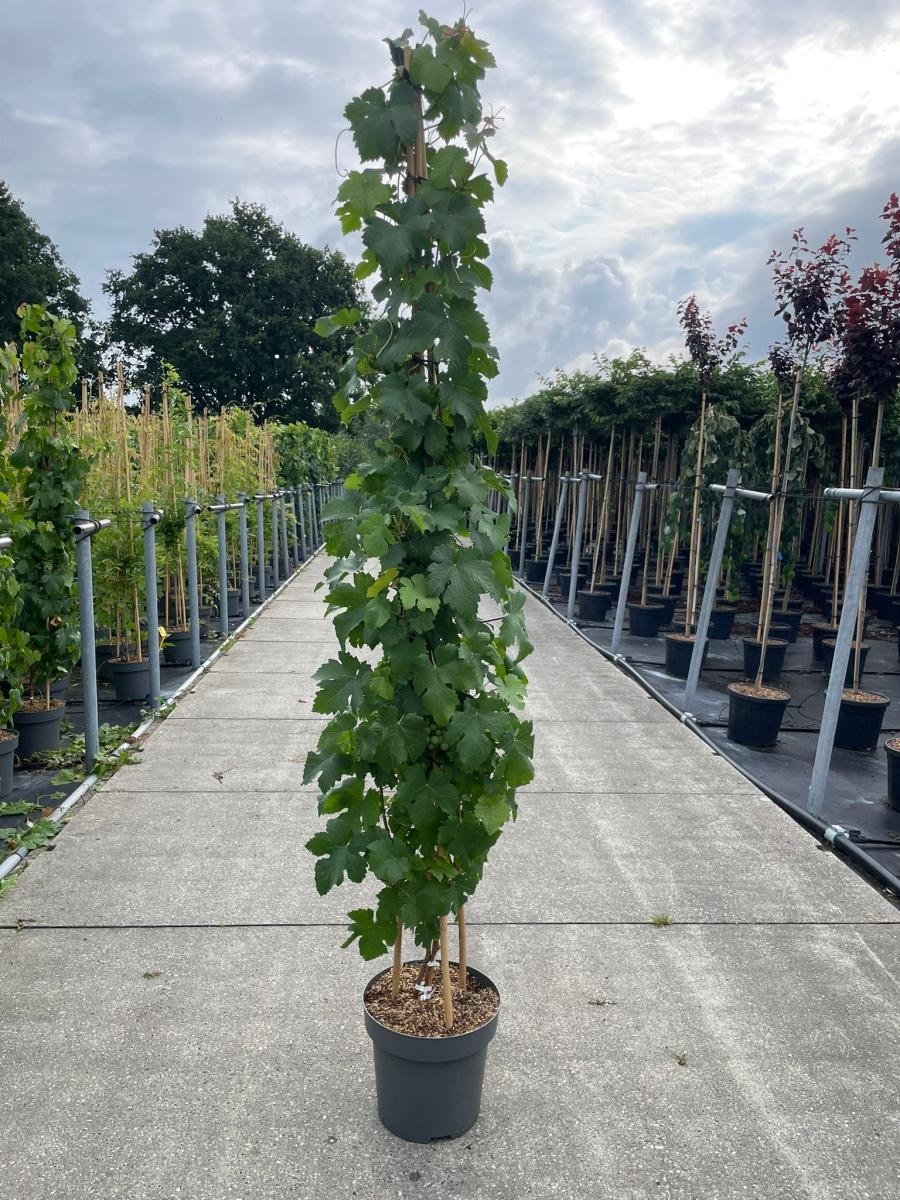 Vitis 'Vroege van der Laan', D 32 cm