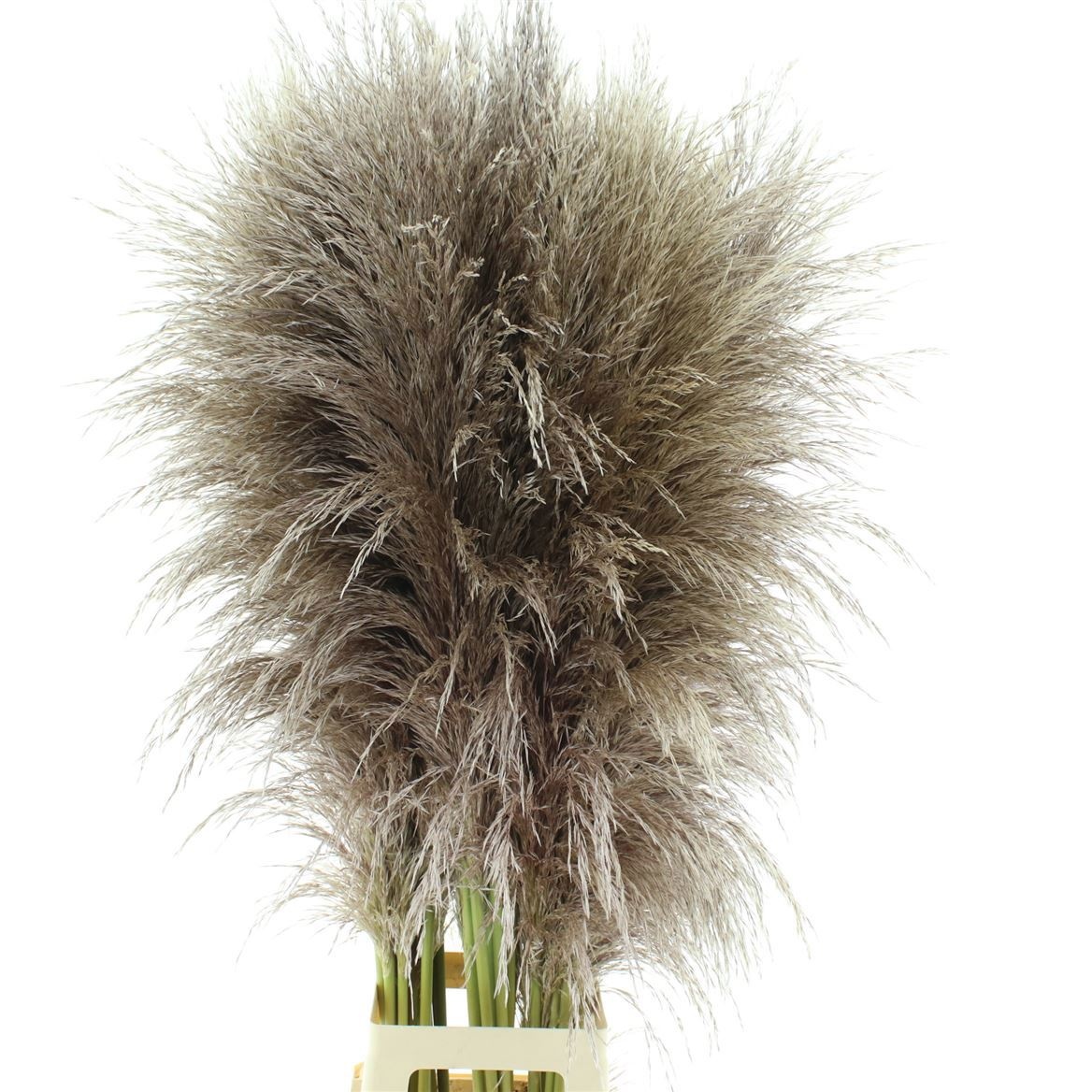 Кортадерия Евита 120, шт.