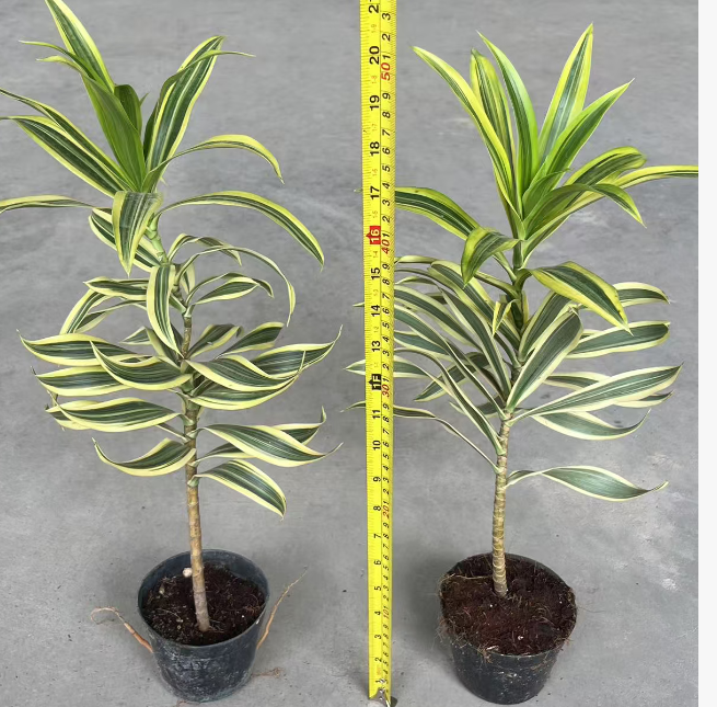 Драцена 110 Премиум Голден Едге Лили Бамбук 11 50