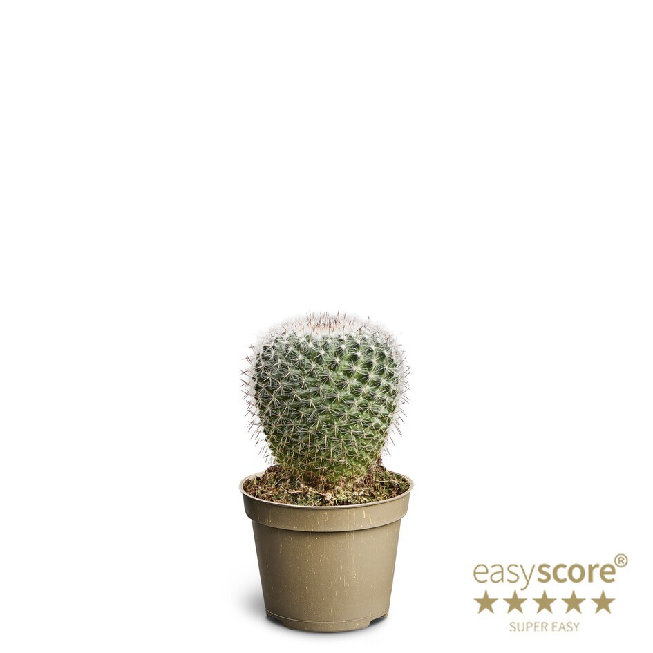 MAMMILLARIA ZEILMANNIANA 10664000, D 6