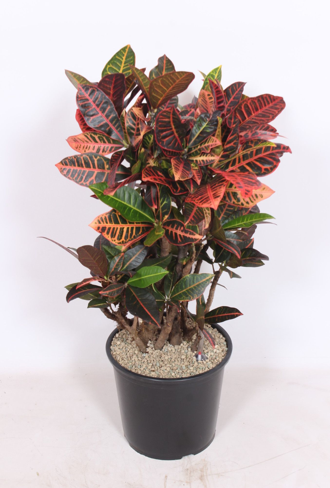 Codiaeum Petra (Croton Petra), D 32