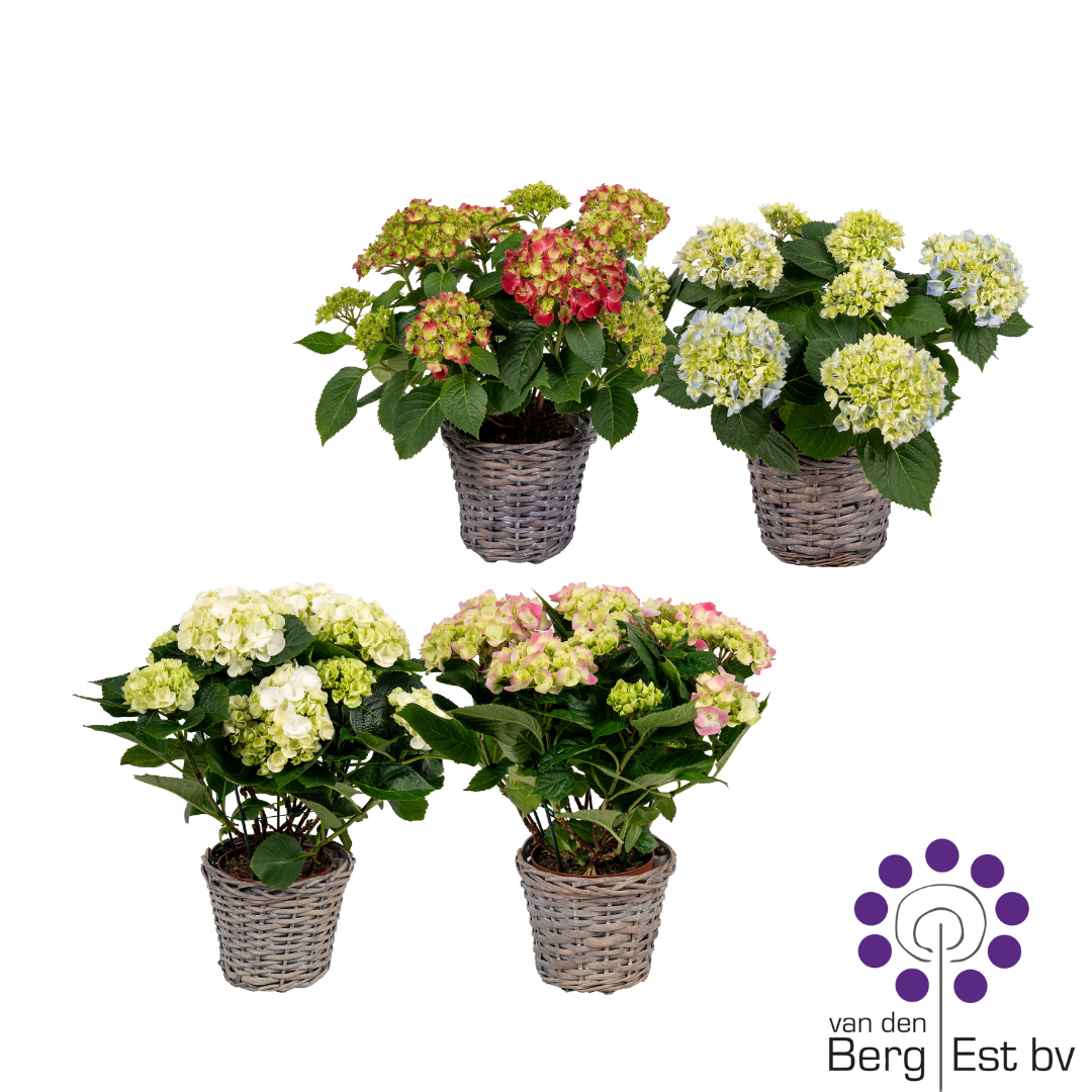 Hydrangea mix color per layer 5/8 flowers in rieten mand, D 14