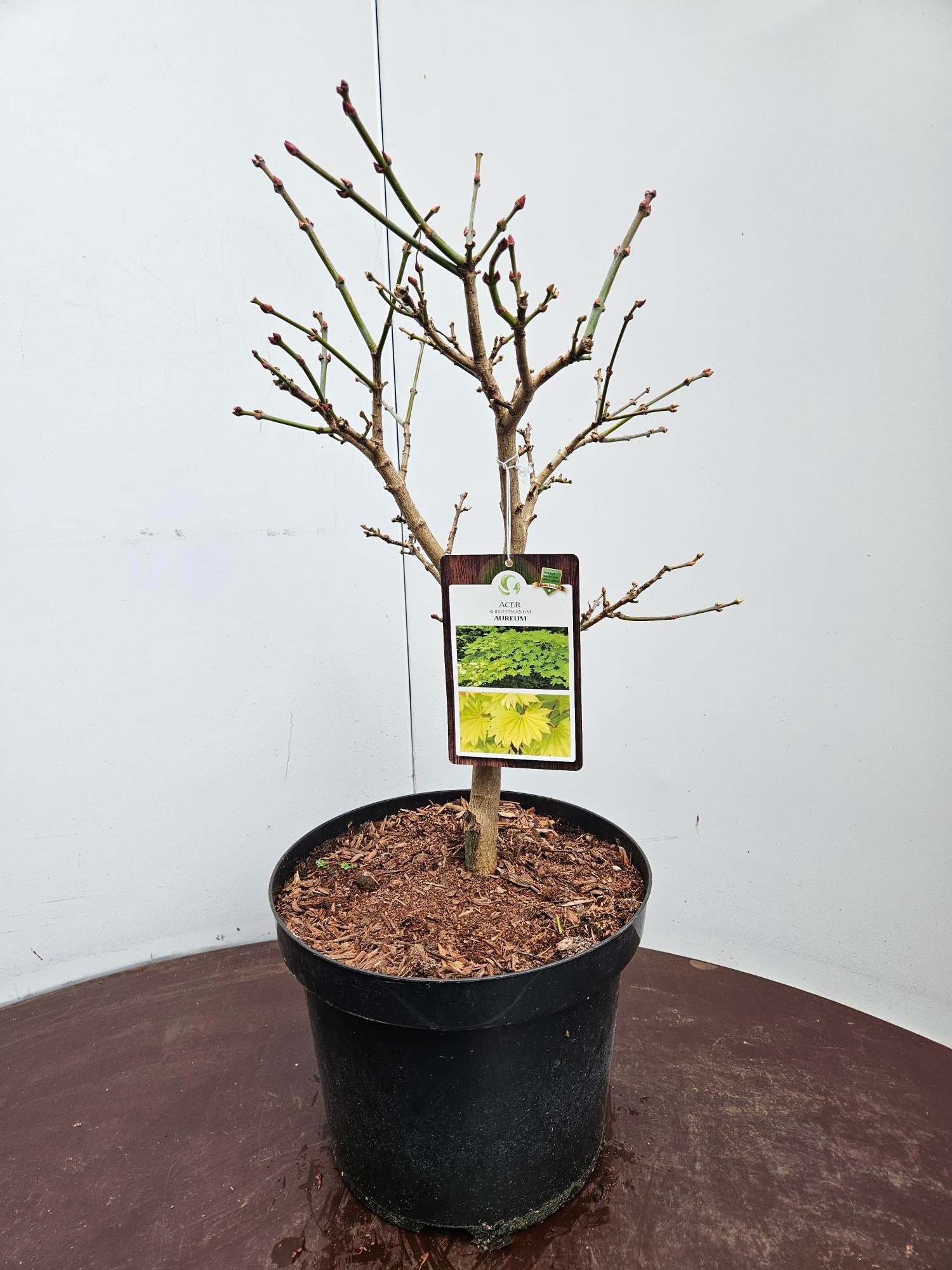 Acer shirasawanum Aureum, D 26