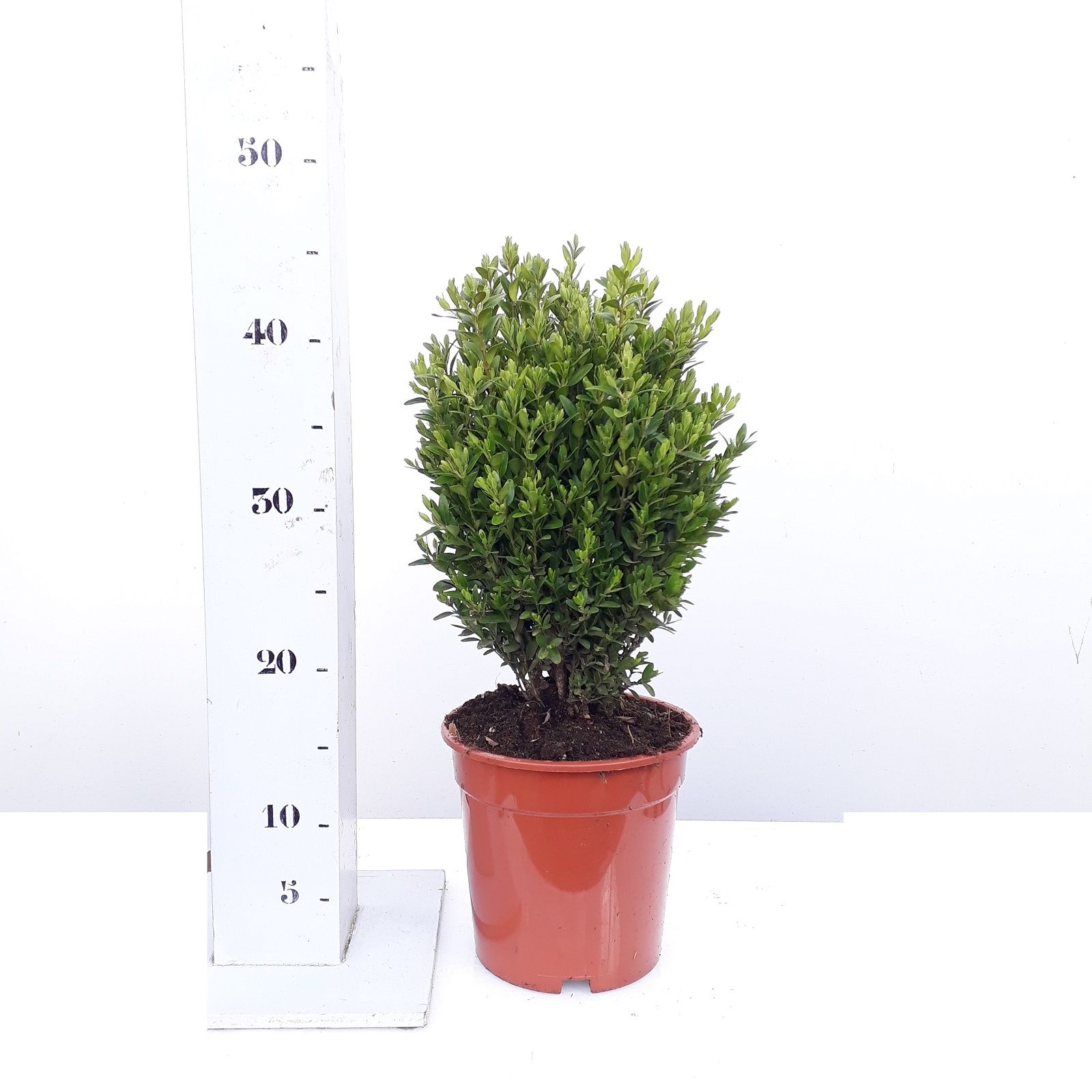 Buxus sempervirens Green Balloon 20-25, D 17