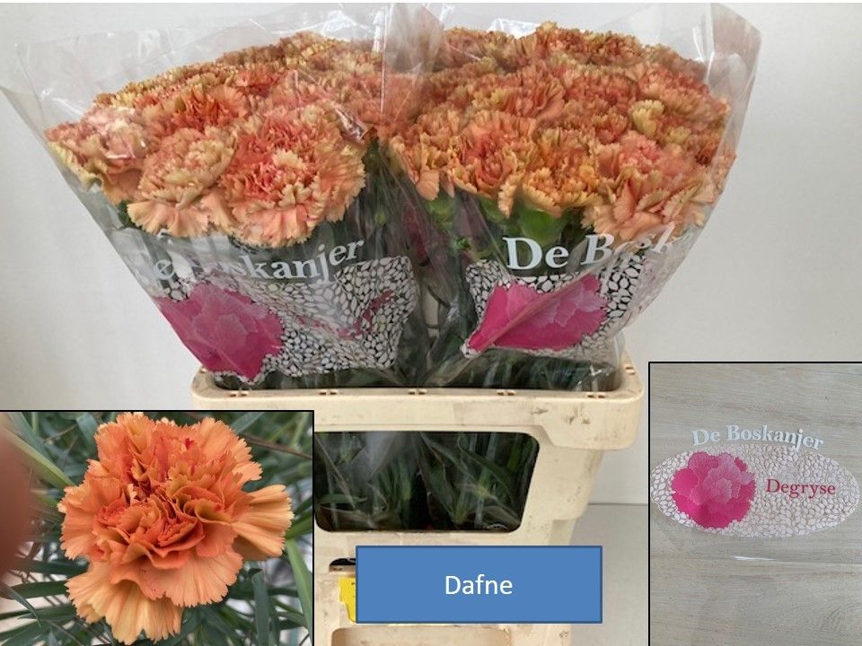 Диантус од. Дафни, шт.