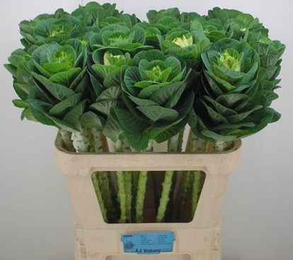 Брассика Вайт Крэйн 80, шт.